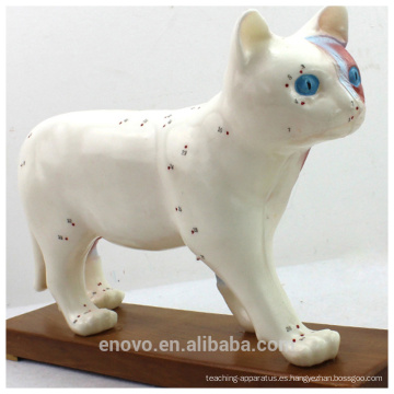 MODELO VETERINARIO AL POR MAYOR 12004 Modelos anatómicos Modelo de acupuntura del gato